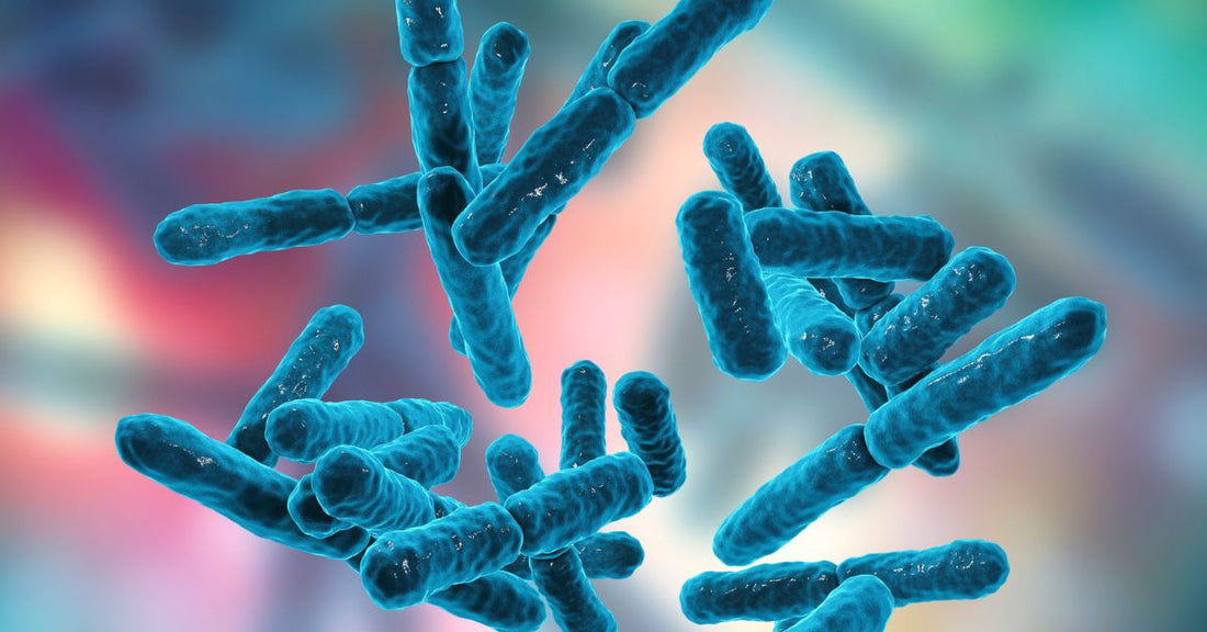 Beneficial probiotic bacteria for digestive health and immune system support