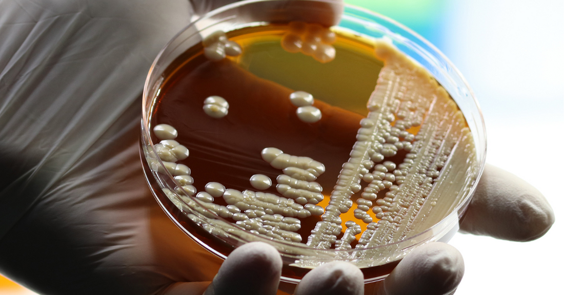 How to Tell If Your Probiotics Are Working: 7 Proven Signs for a Healthier Gut