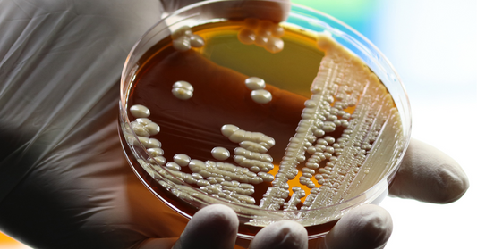 How to Tell If Your Probiotics Are Working: 7 Proven Signs for a Healthier Gut